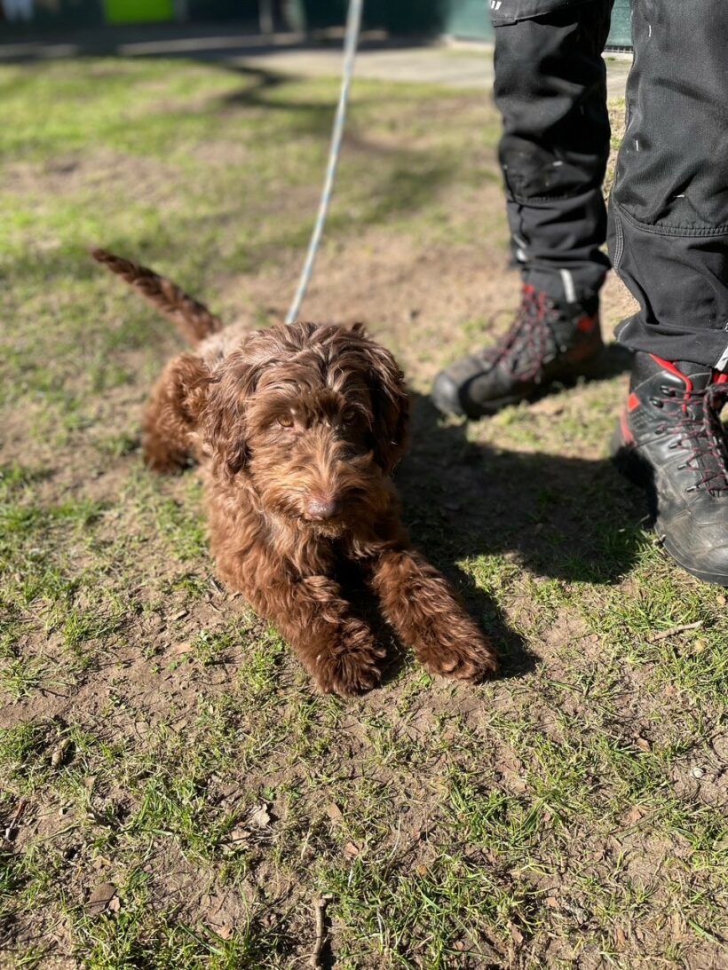 Frieda – RESERVIERT !