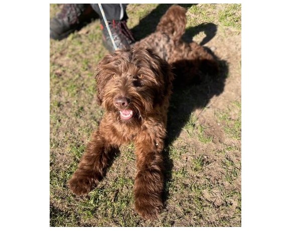 Frieda – RESERVIERT !