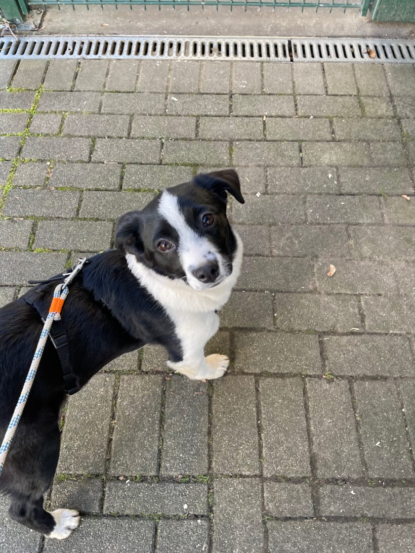 Franzi – RESERVIERT !