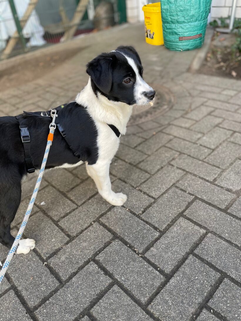Franzi – RESERVIERT !