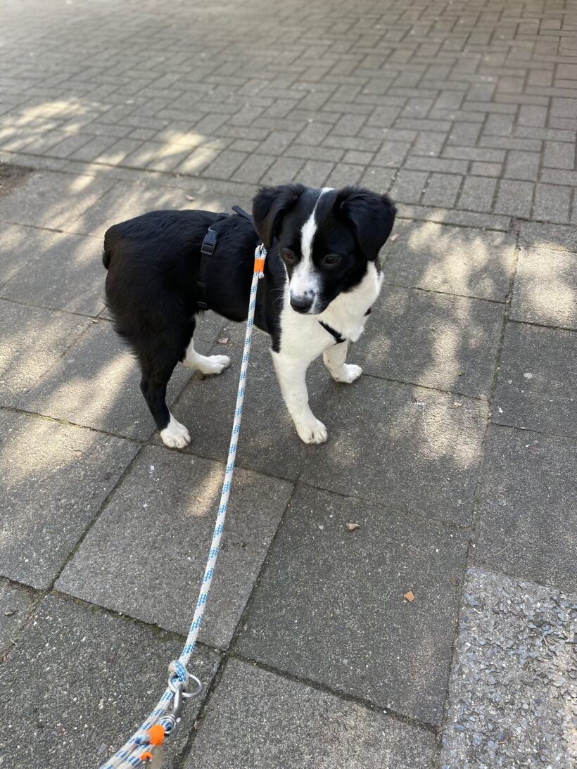 Franzi – RESERVIERT !