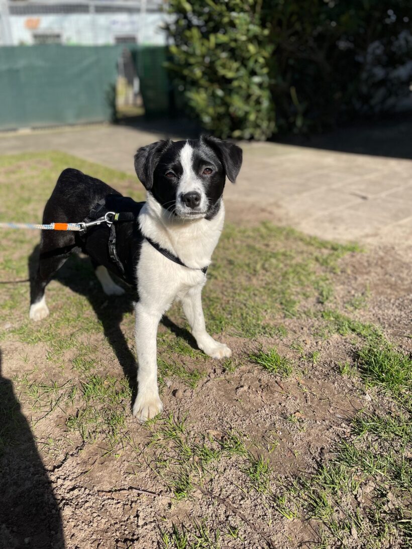 Franzi – RESERVIERT !