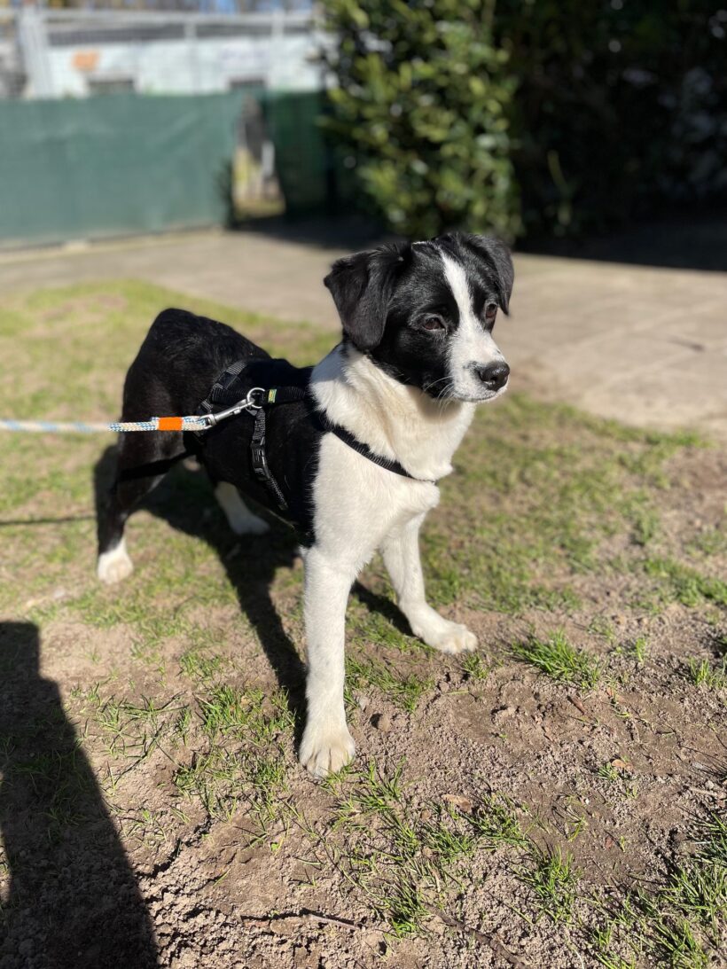 Franzi – RESERVIERT !
