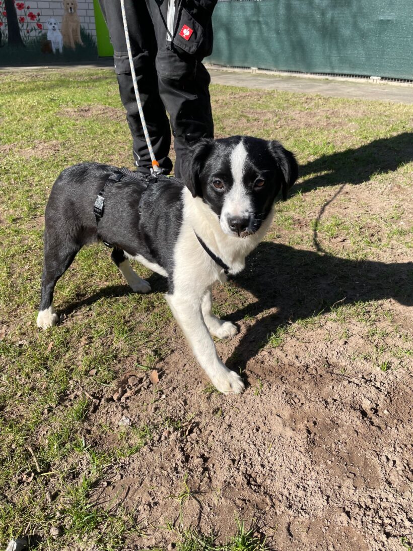 Franzi – RESERVIERT !