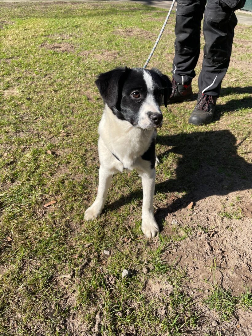 Franzi – RESERVIERT !