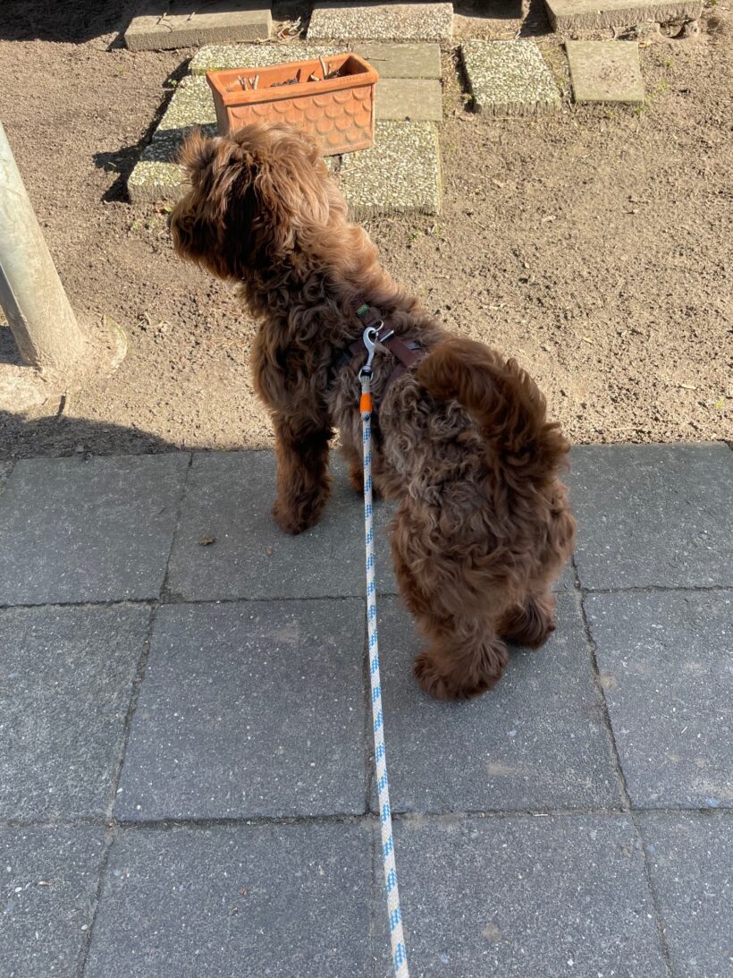 Frieda – RESERVIERT !