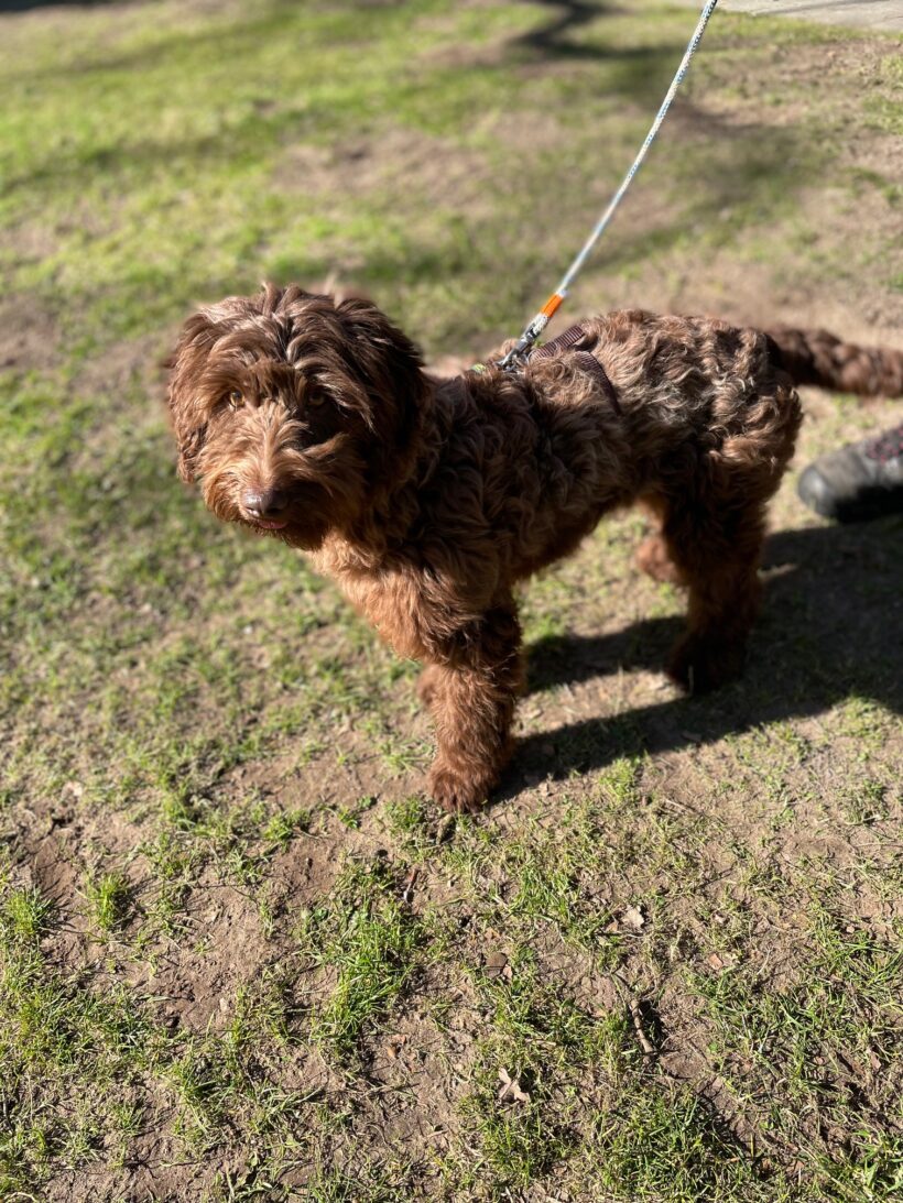 Frieda – RESERVIERT !
