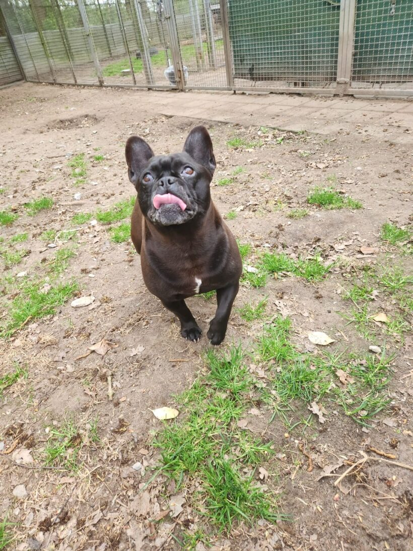 Hugo
