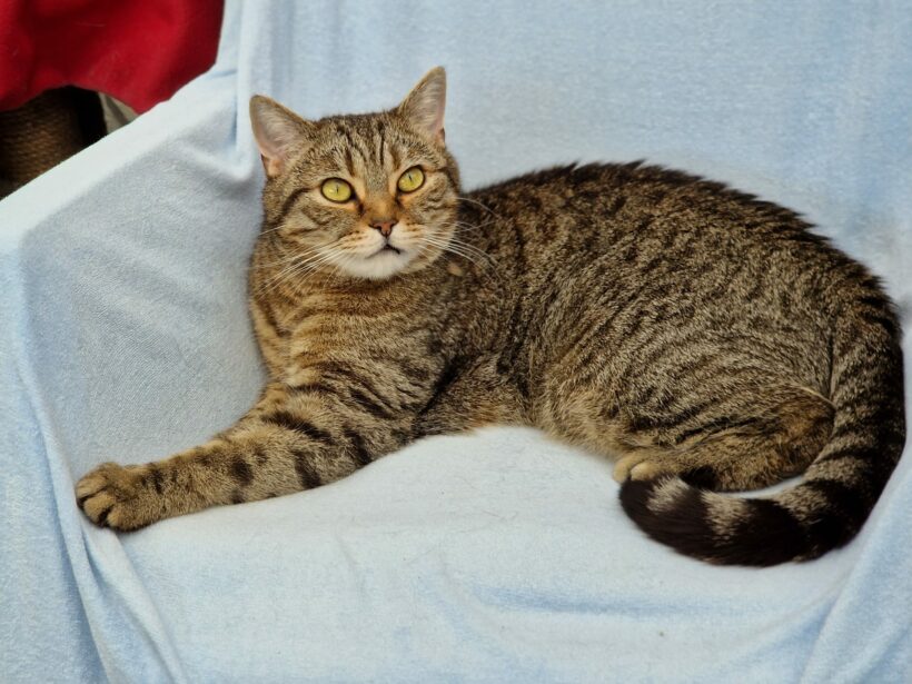 Bilbo – Paten gesucht!