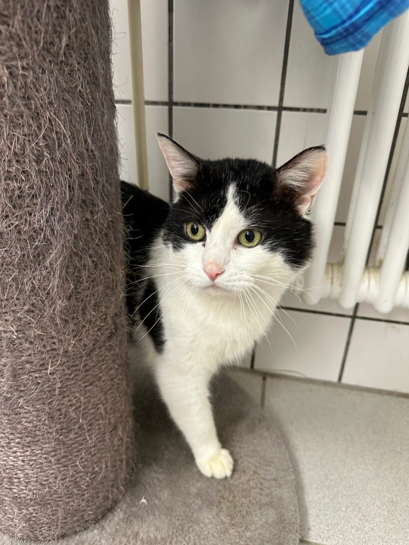 Matt – Paten gesucht!