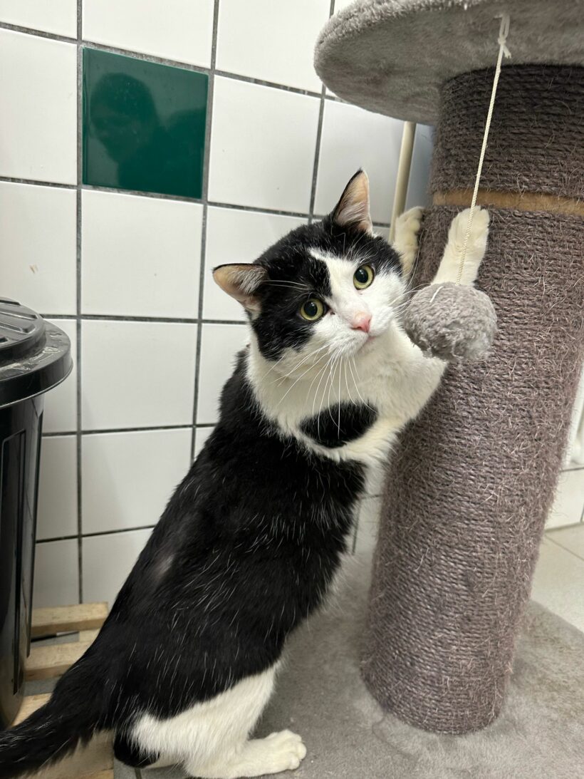 Matt – Paten gesucht!