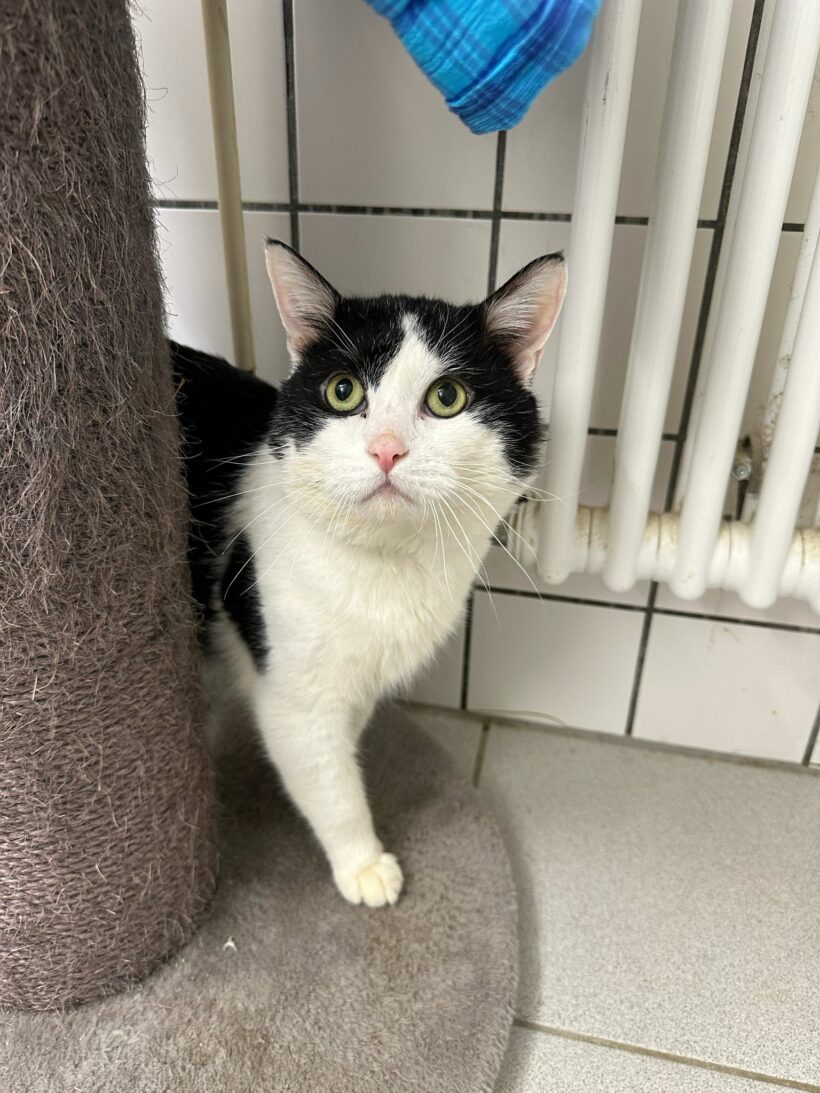 Matt – Paten gesucht!