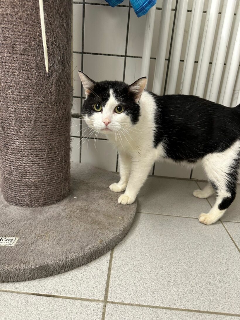 Matt – Paten gesucht!