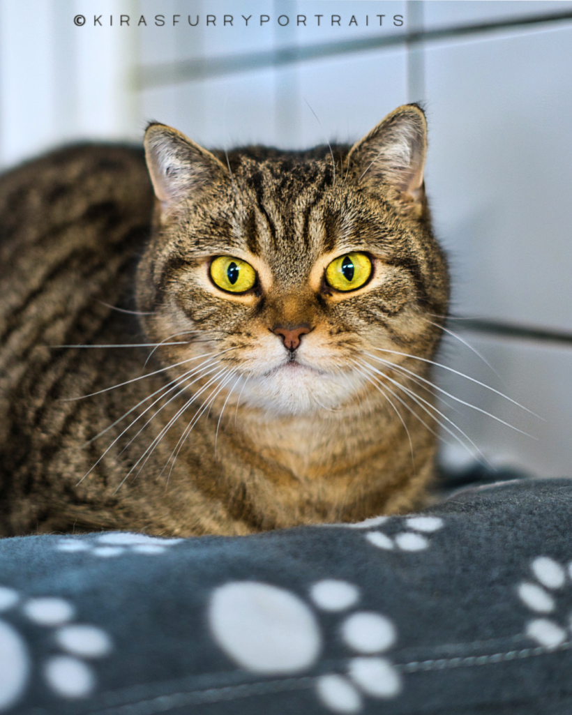 Bilbo – Paten gesucht!