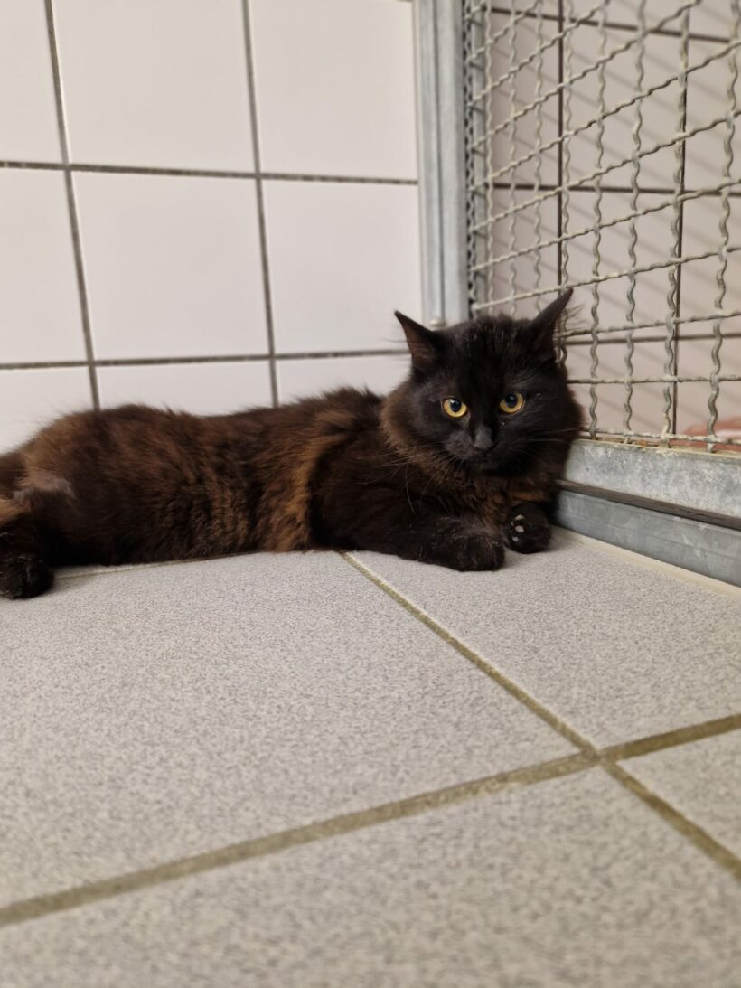 Nala – Wohnungshaltung möglich!