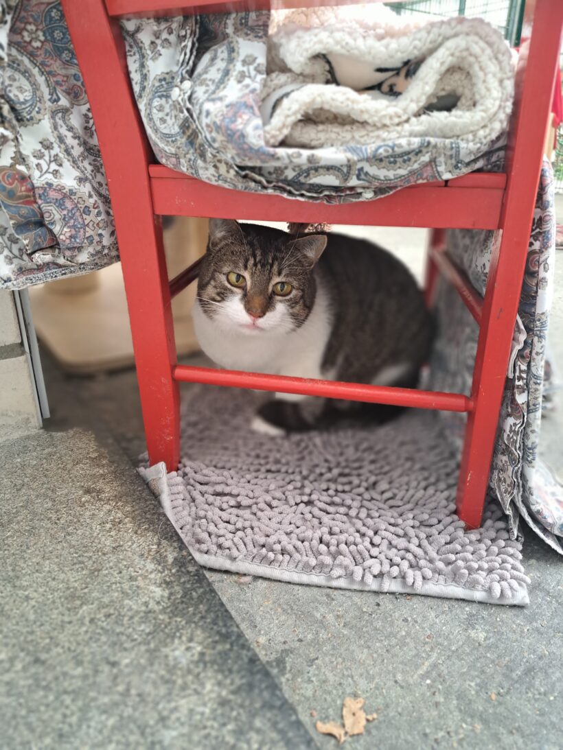 Titus – Paten gesucht!