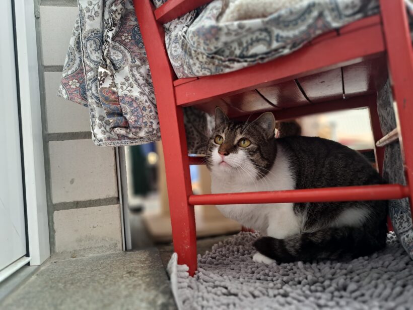 Titus – Paten gesucht!