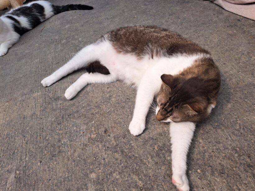 Titus – Paten gesucht!