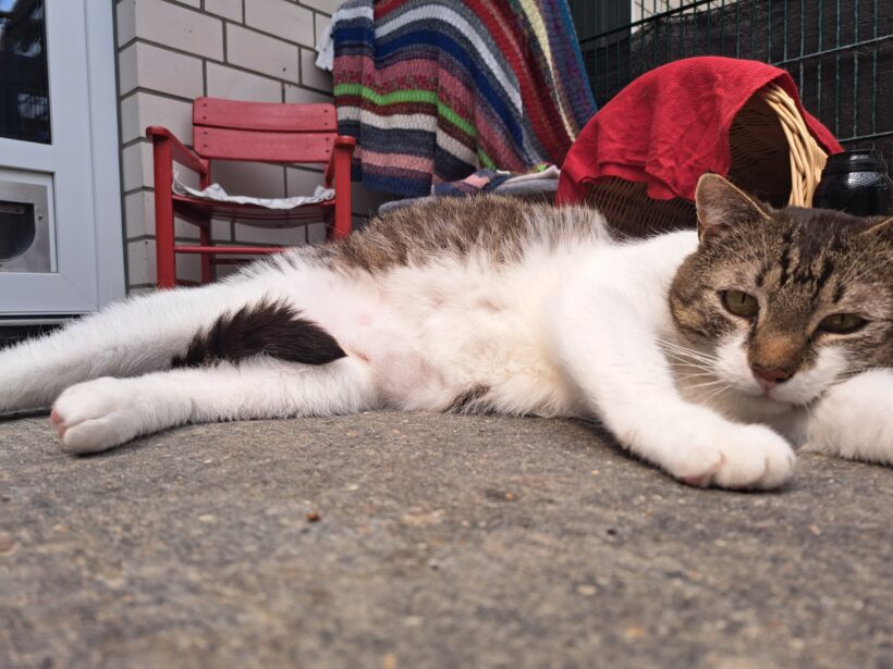 Titus – Paten gesucht!