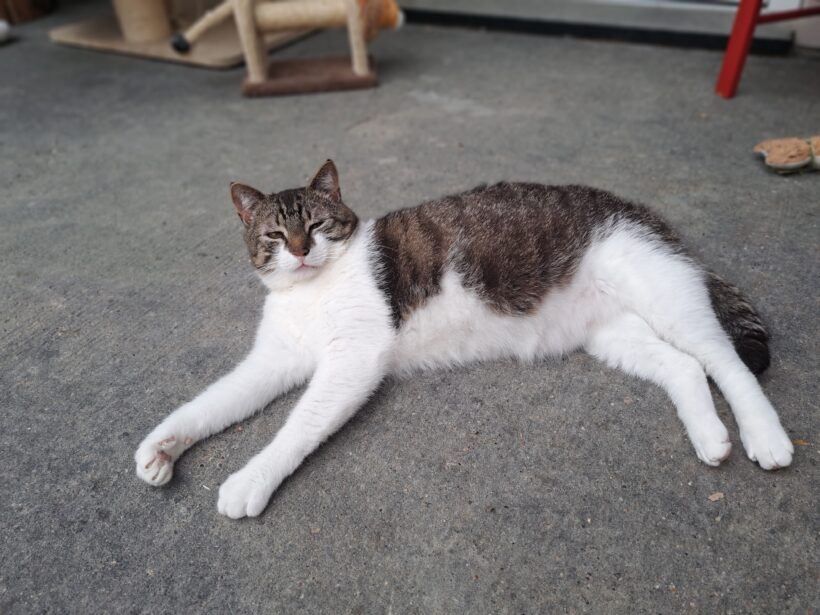 Titus – Paten gesucht!