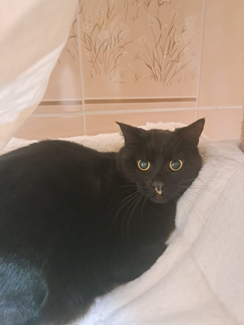 Tom & Jerry – Wohnungshaltung möglich!