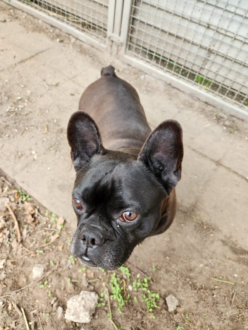 Hugo