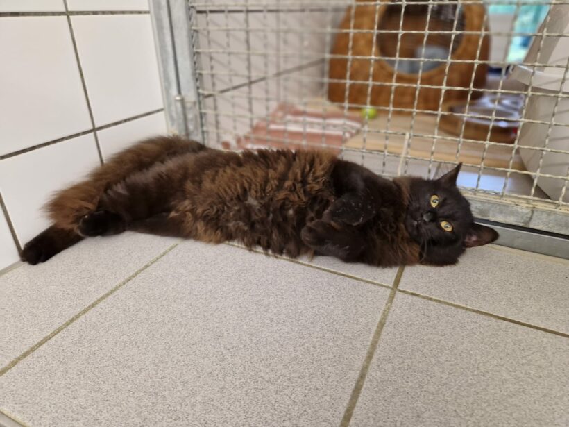 Nala – Wohnungshaltung möglich!