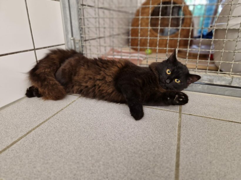 Nala – Wohnungshaltung möglich!