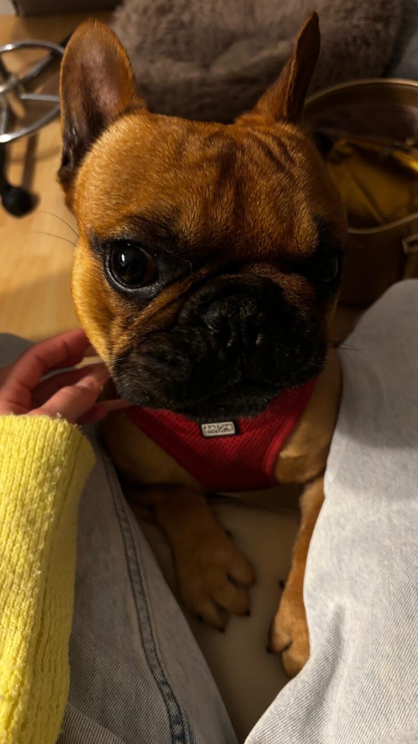 Stitch