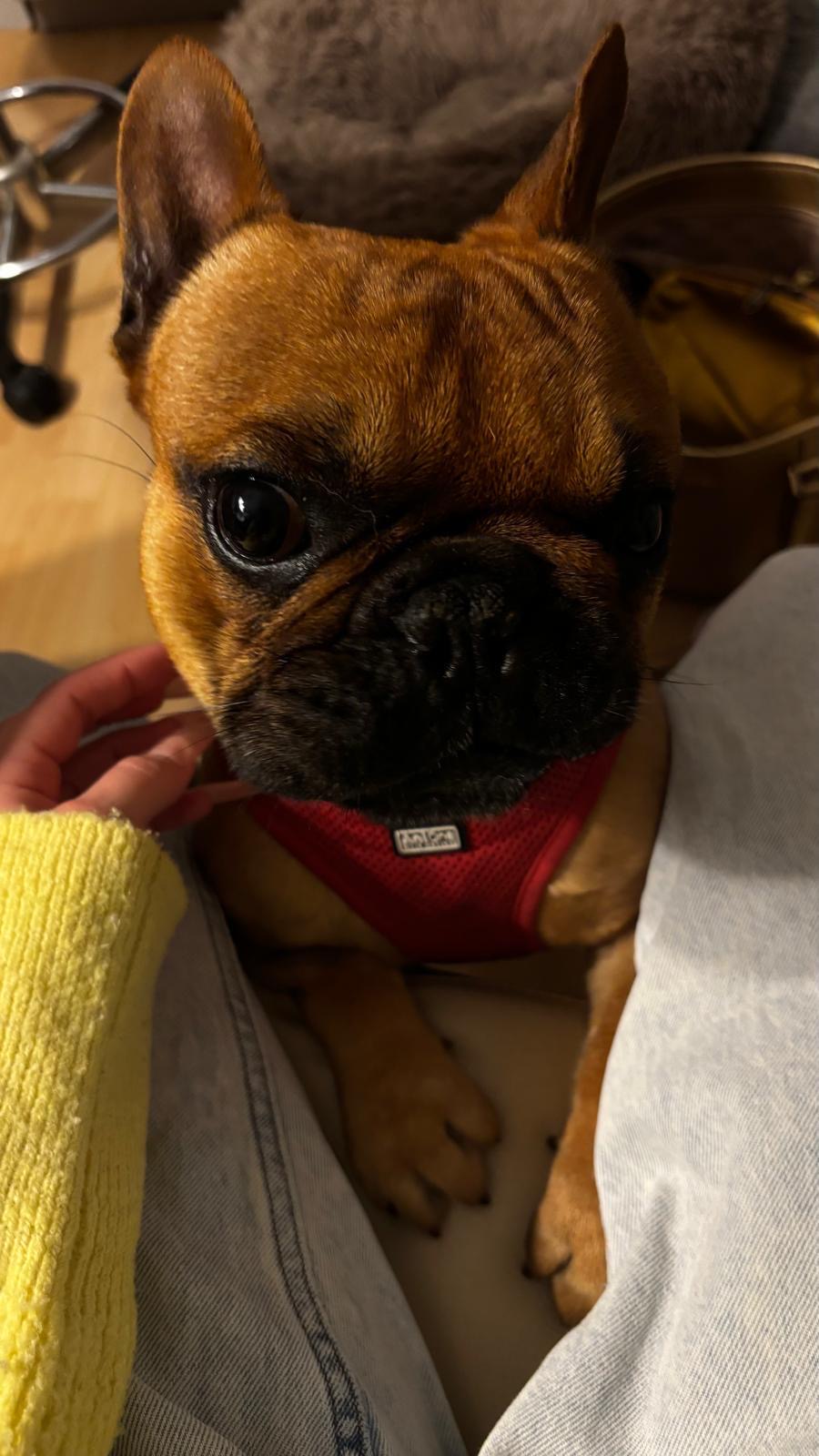 Stitch Stitch