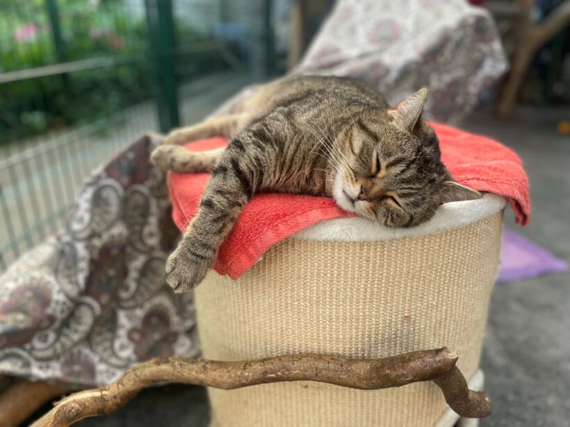 Bilbo – Paten gesucht!
