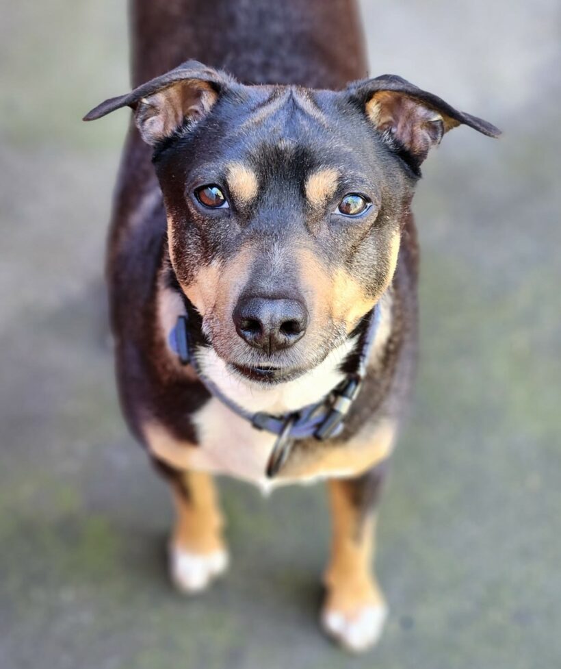 Fido