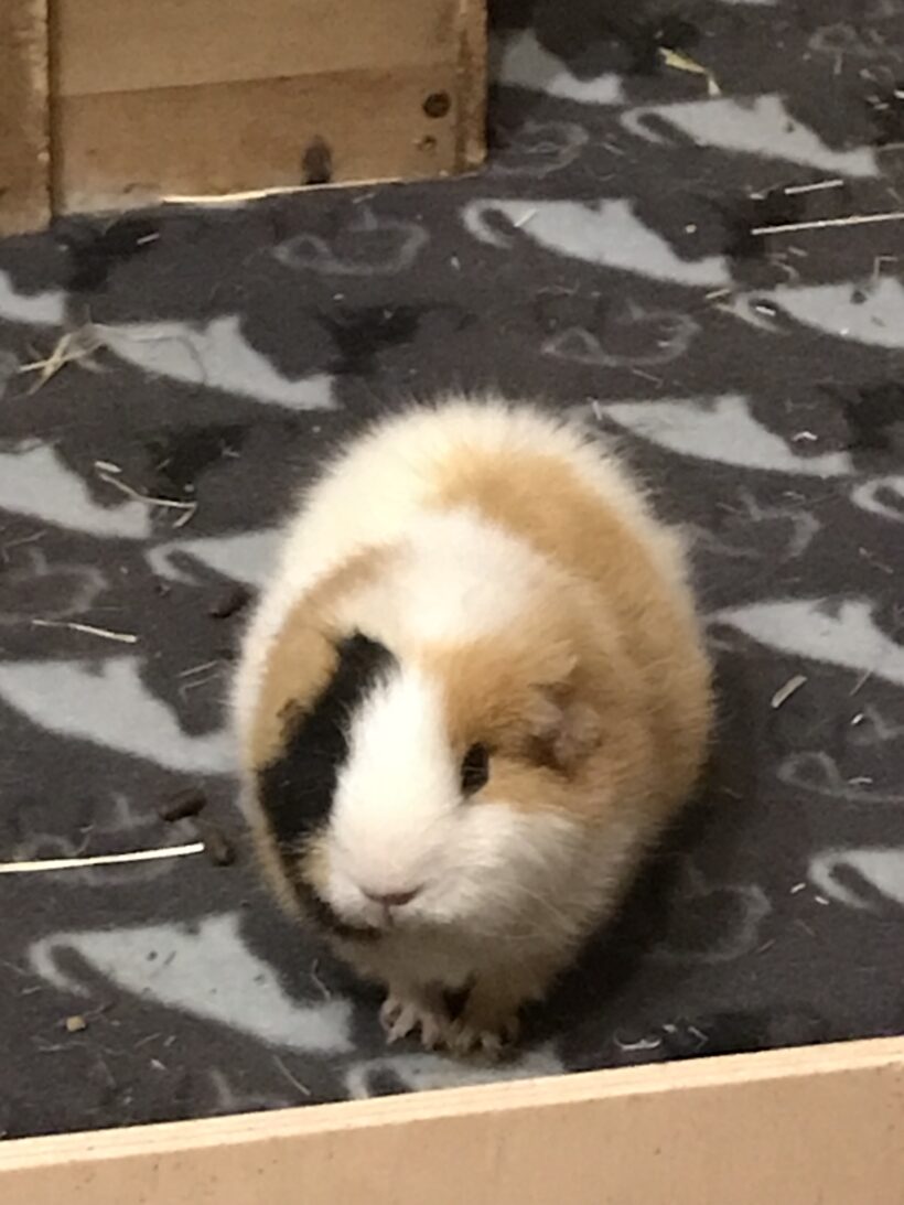 Beau