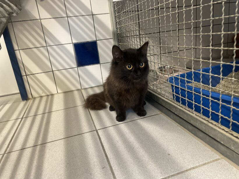 Nala – Wohnungshaltung möglich!