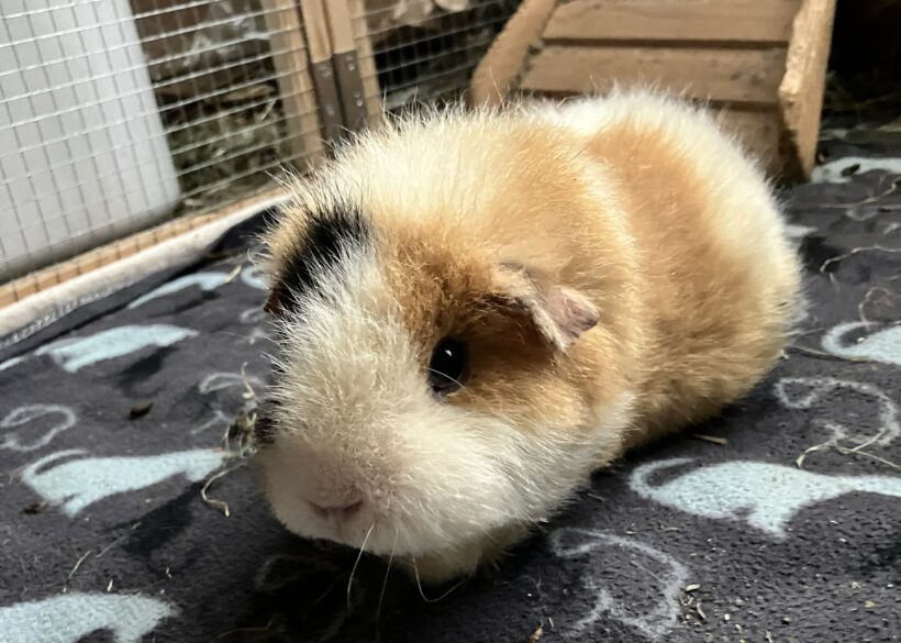 Beau