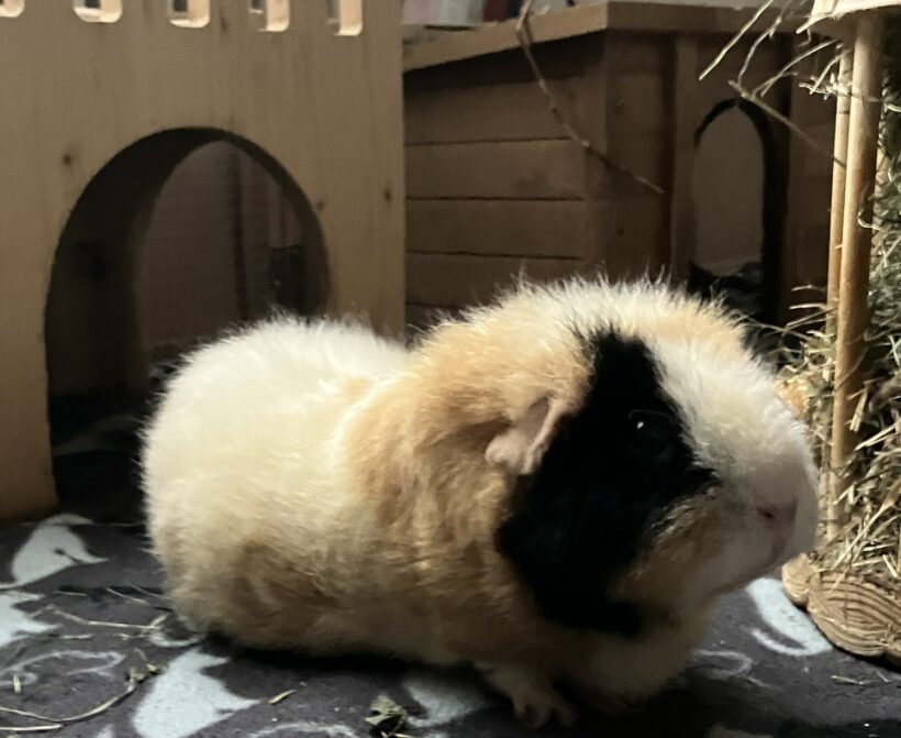 Beau