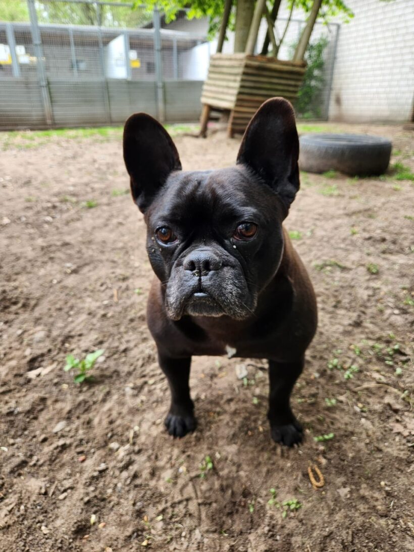 Hugo