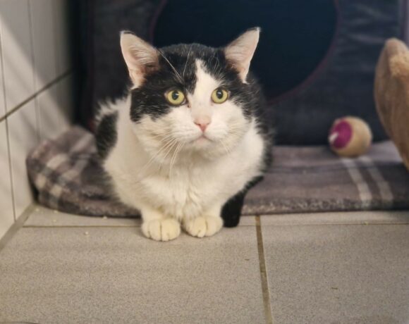 Matt – Paten gesucht!