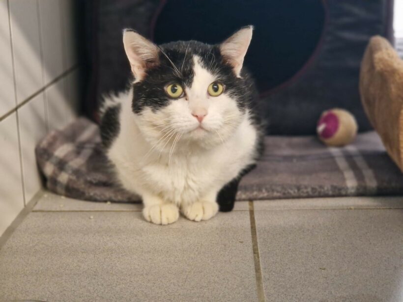 Matt – Paten gesucht!