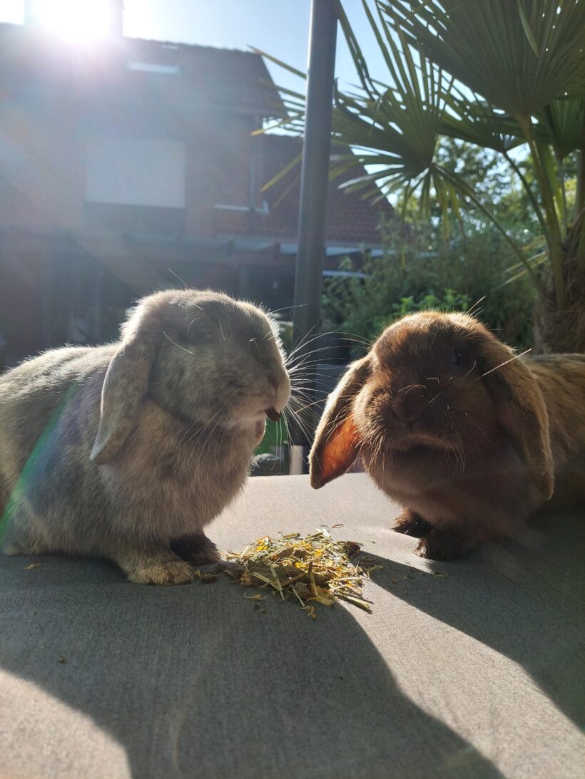 Schoki & Klopfer
