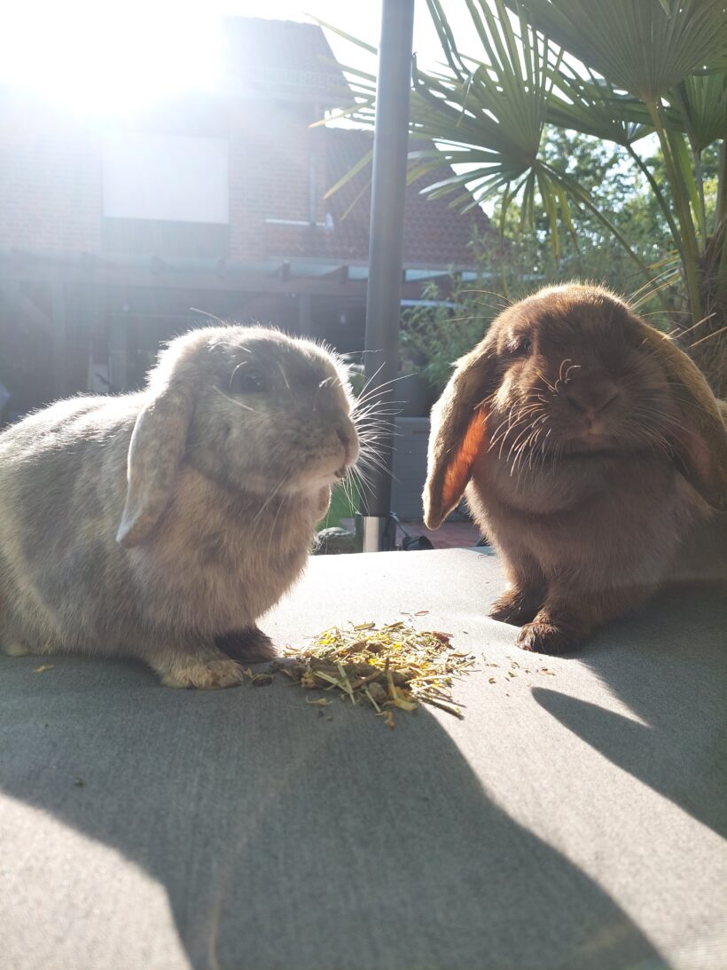 Schoki & Klopfer