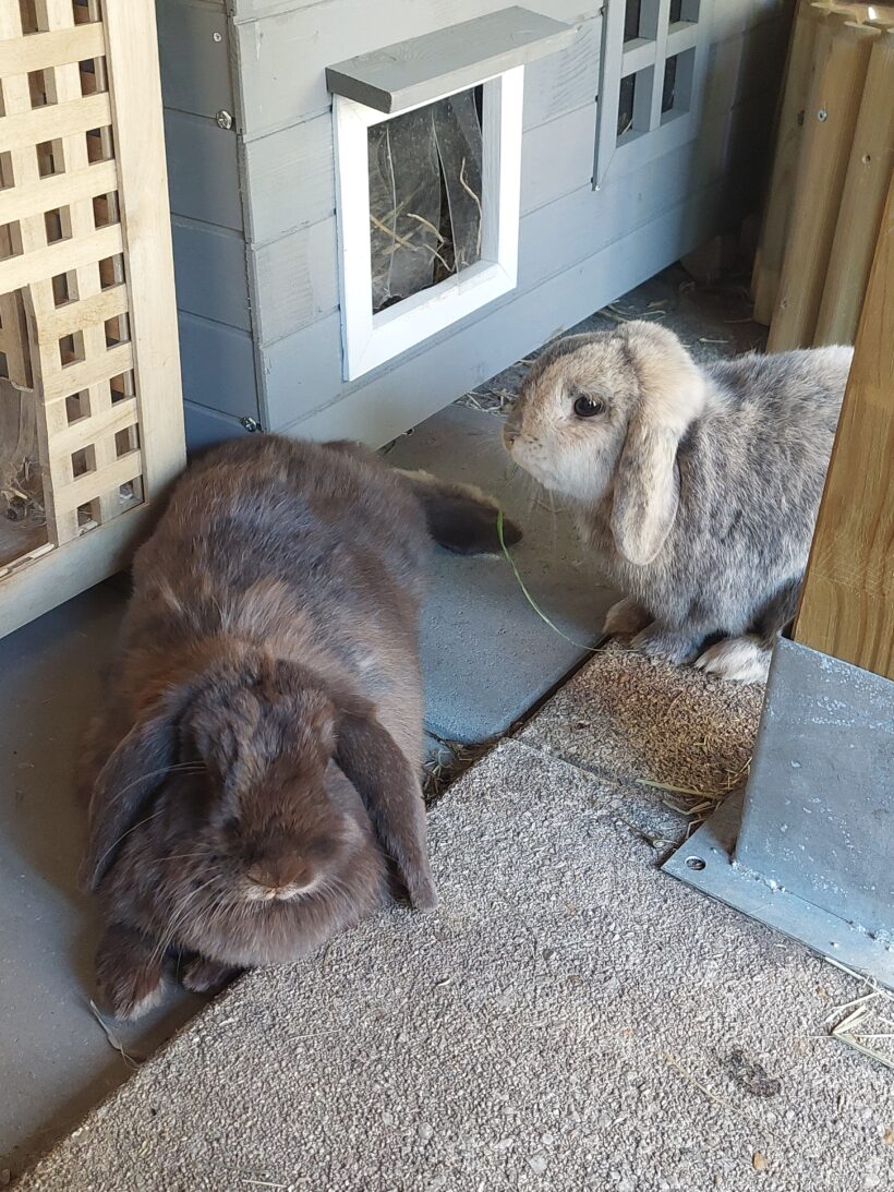 Schoki & Klopfer