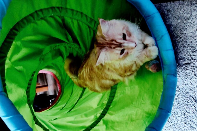 Simba