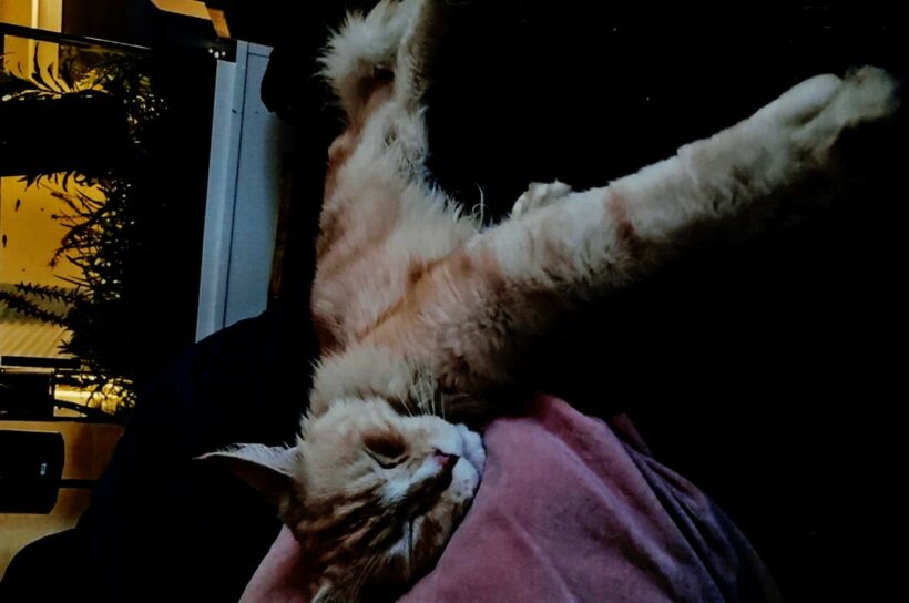 Simba
