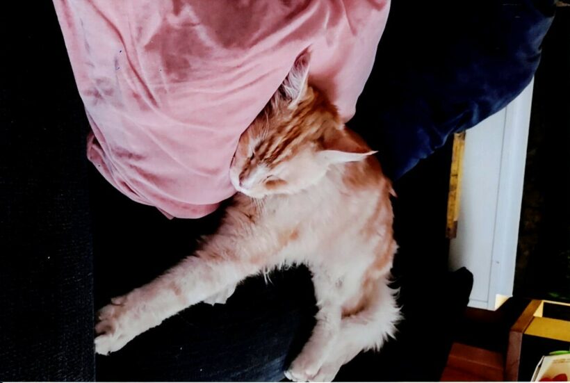 Simba
