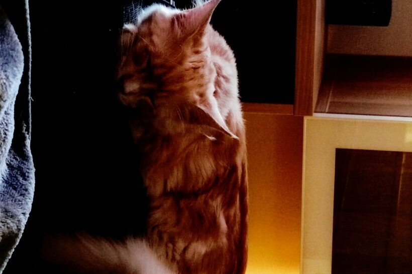 Simba