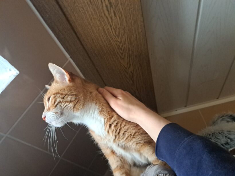Kalle