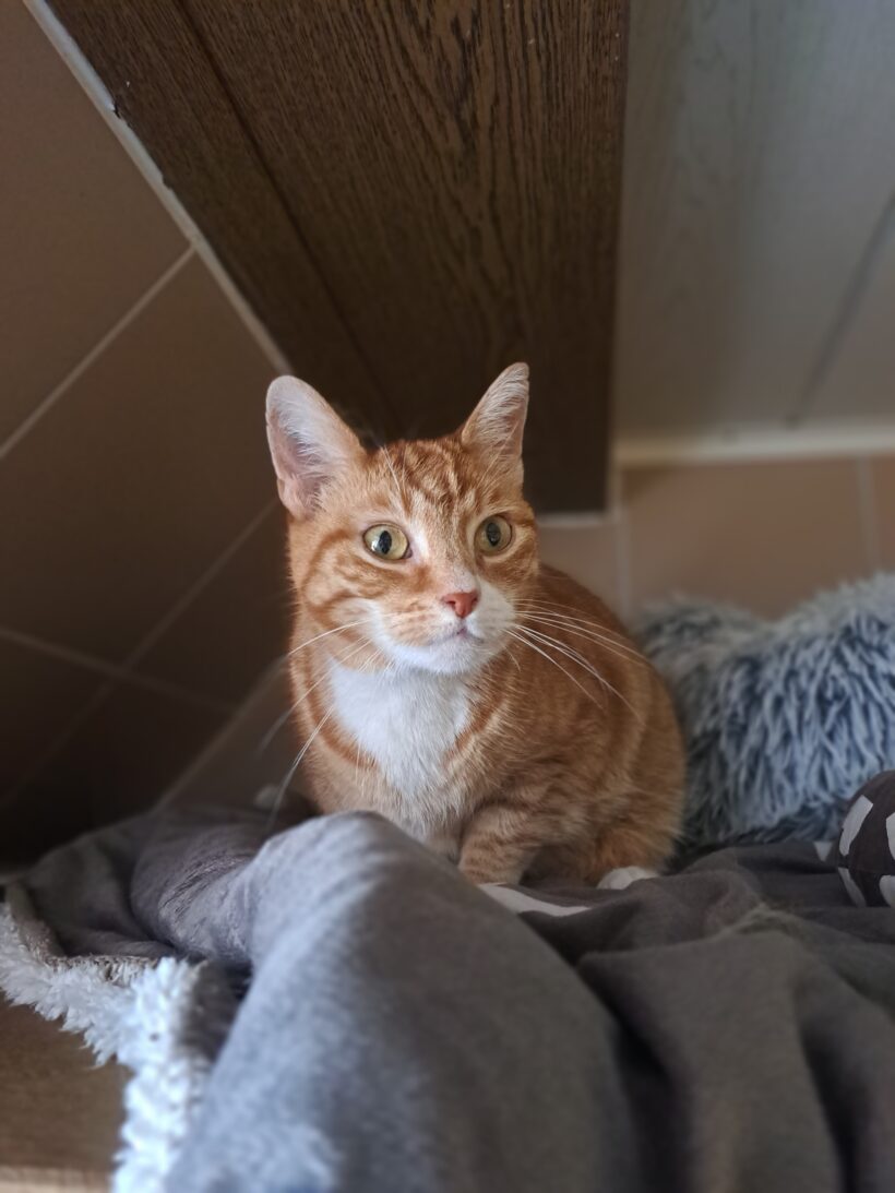 Kalle