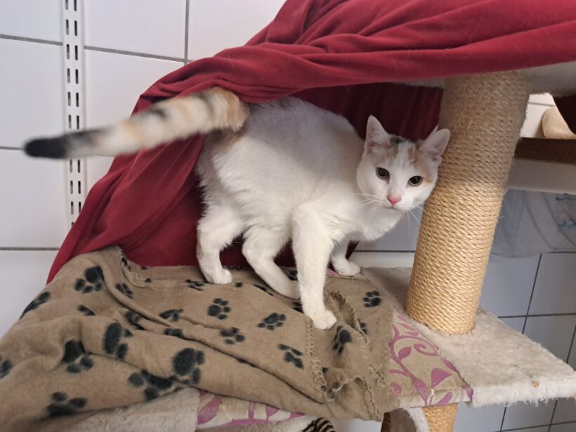 Dina – Wohnungshaltung möglich