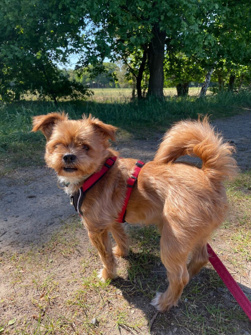 Henry vermittelt am 17.06.2025